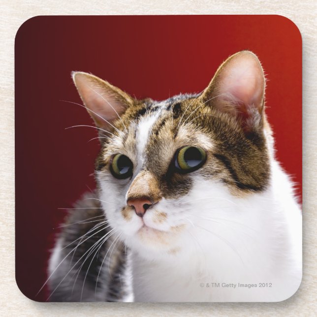 Manx cat coaster (Front)