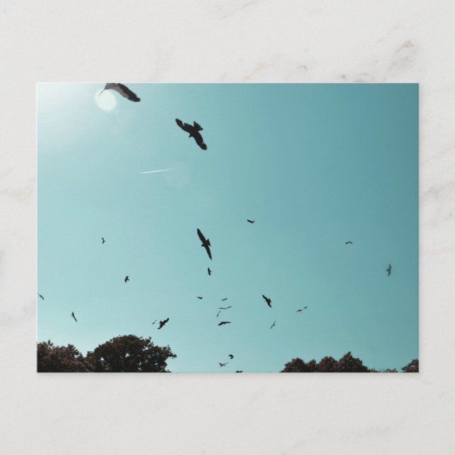 Many birds and a contrail postcard (Front)