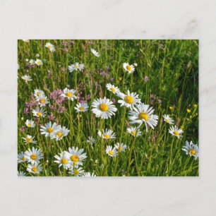 Many daisies on a meadow postcard