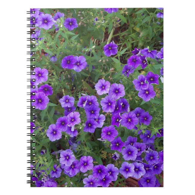 Many dark purple phiox flowers notebook (Front)