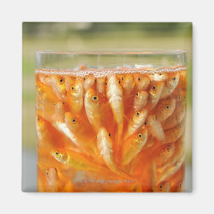 Many goldfish which are in the glass container magnet