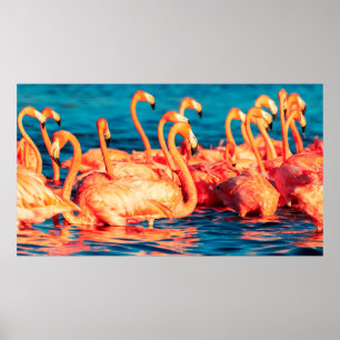 Many pink coral beautiful wild flamingos in blue l poster