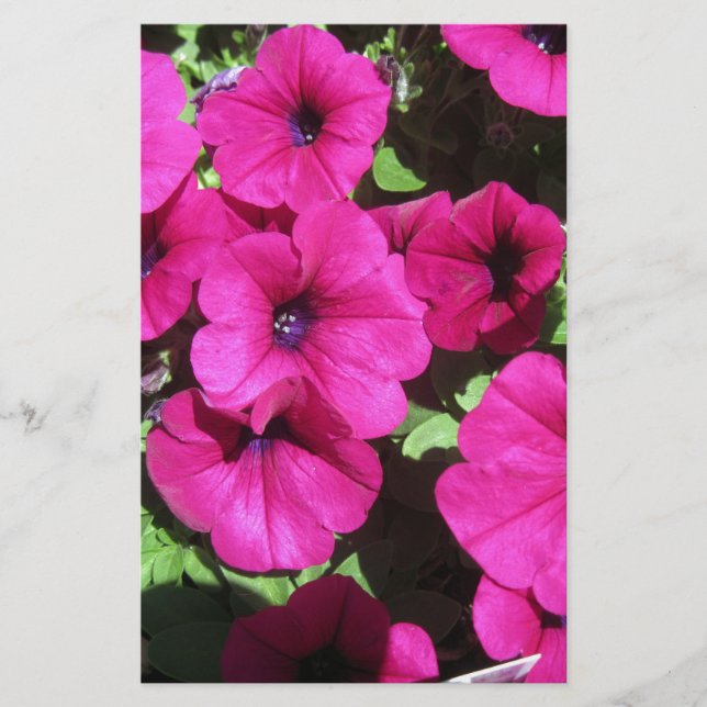 Many Purple Petunias (Front)
