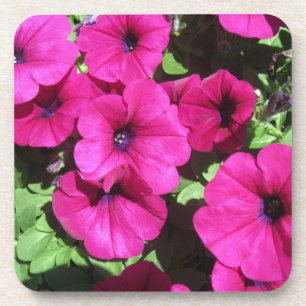 Many Purple Petunias Coaster