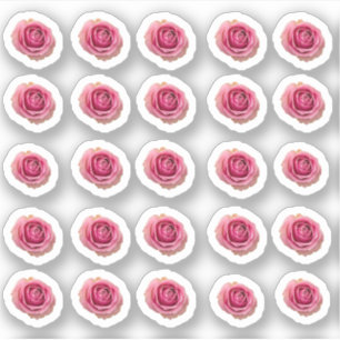Many small pink roses
