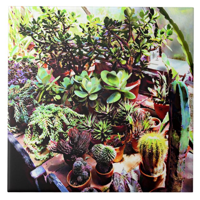 Many Varieties of Cactus Tile (Front)
