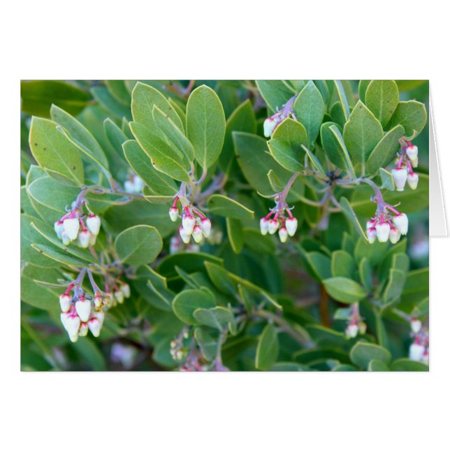 Manzanita flowers (Front Horizontal)