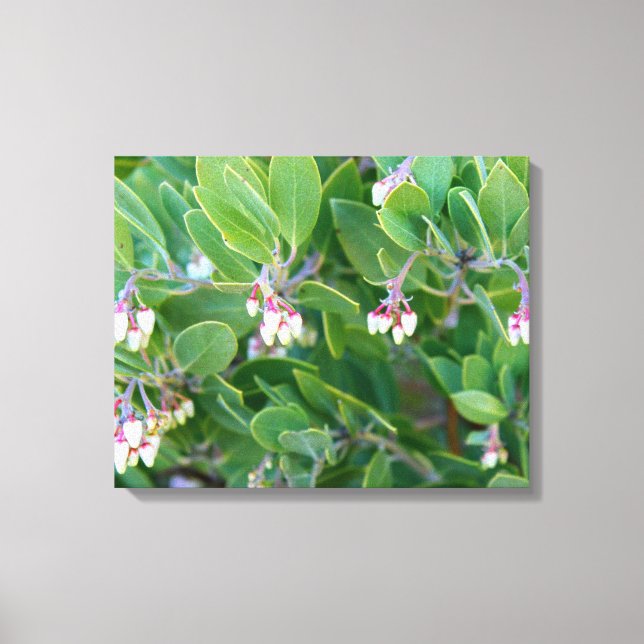 manzanita flowers wrapped canvas (Front)