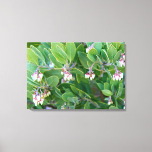 manzanita flowers wrapped canvas