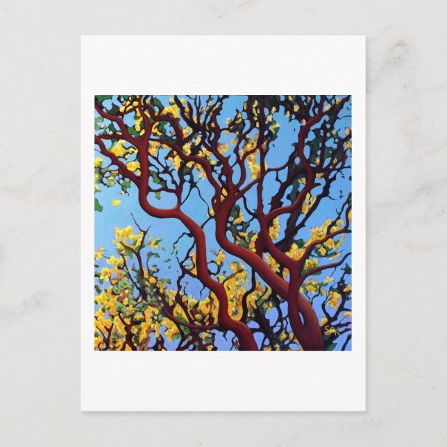 Manzanita in Autumn Postcard (Front)