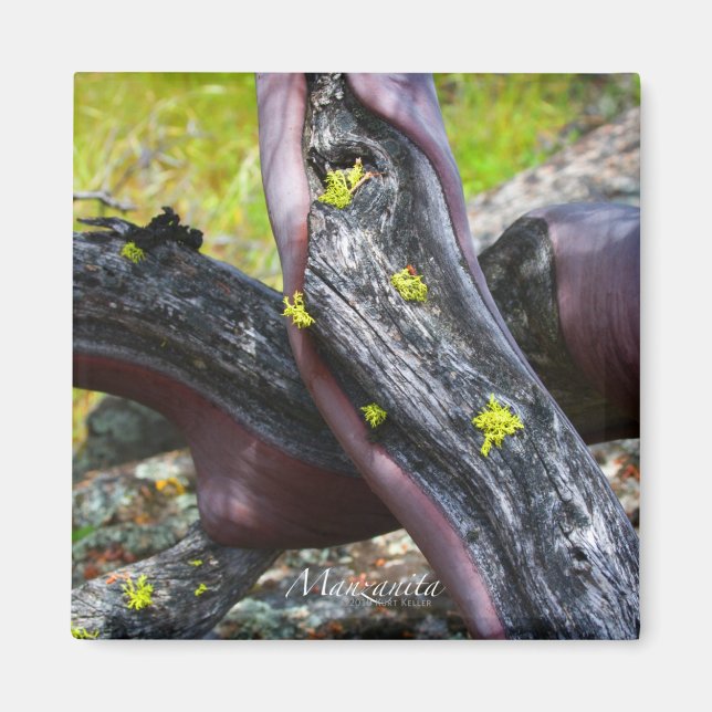 Manzanita Magnet (Devant)