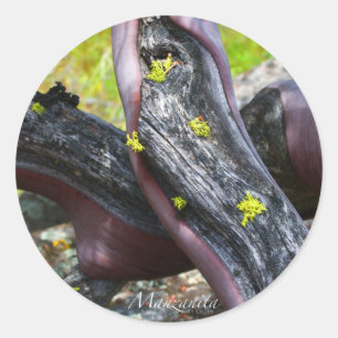 Manzanita Sticker