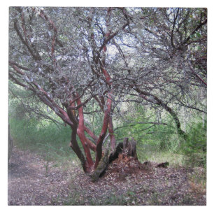 Manzanita Tree Tile