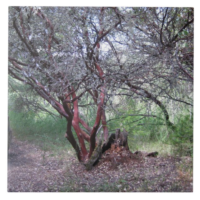 Manzanita Tree Tile (Front)