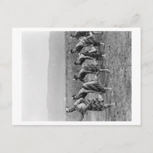 Maori War Dance Photograph Postcard