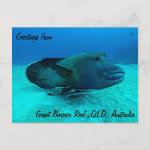 Maori Wrasse sur la carte postale de la Grande Bar