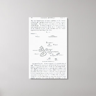 Map of the Galapagos Archipelago, 1844 Canvas Print