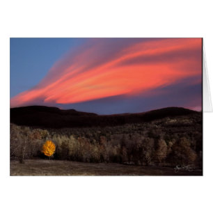 Maple Ablaze at Sunset