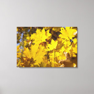 Maple branch with yellow leaves canvas print