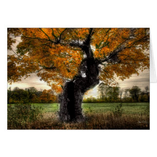 Maple Giant: card