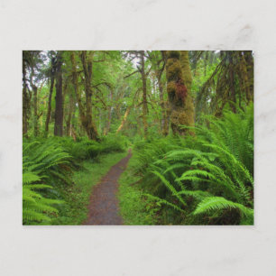 Maple Glade trail, ferns and moss covered Postcard