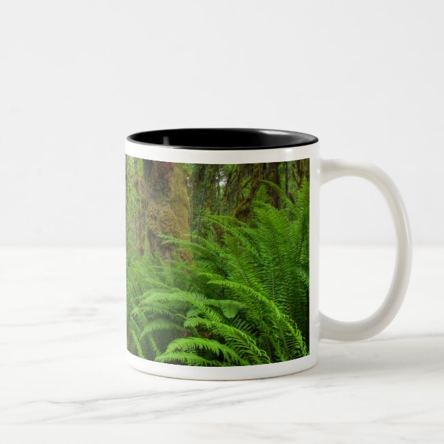 Maple Glade trail, ferns and moss covered Two-Tone Coffee Mug (Right)