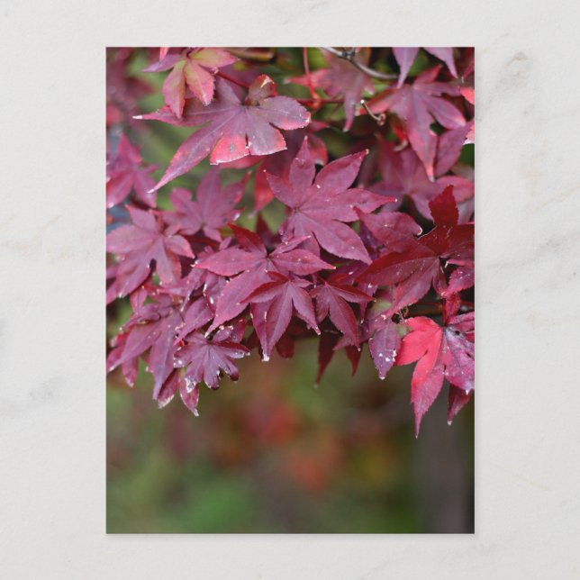 Maple I Postcard (Front)