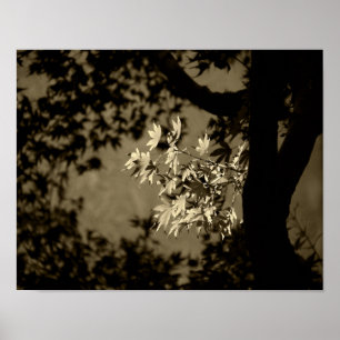 Maple in Sepia Poster