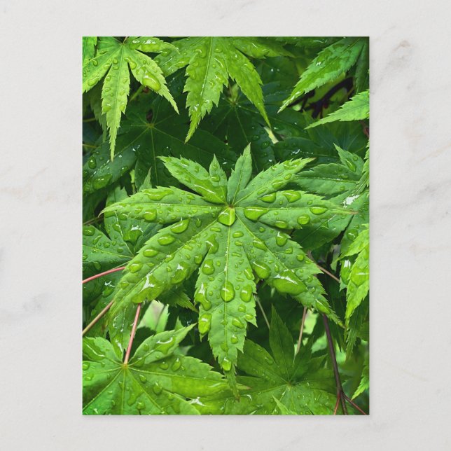 Maple in Spring Postcard (Front)