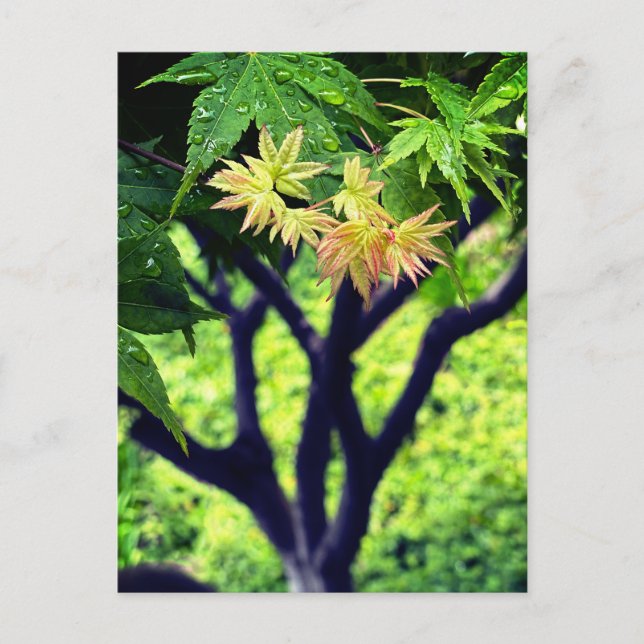 Maple in Spring Postcard (Front)
