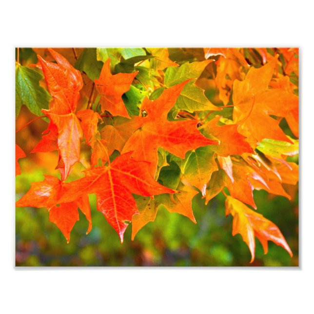 Maple Leaf Dance Photo Print (Front)