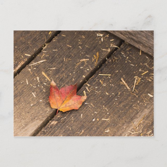 maple leaf minimalist fall photograph postcard (Front)