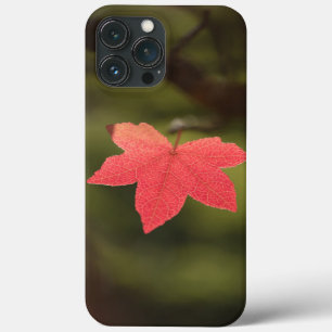 Maple Leaf Nature Photo iPhone 13 Pro Max Case
