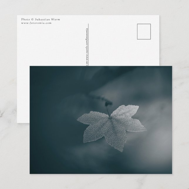 Maple Leaf Nature Photo Postcard (Front/Back)
