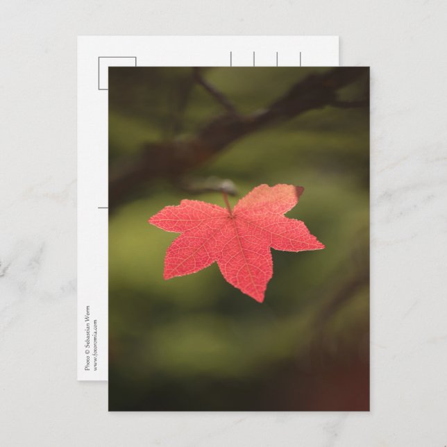 Maple Leaf Nature Photo Postcard (Front/Back)