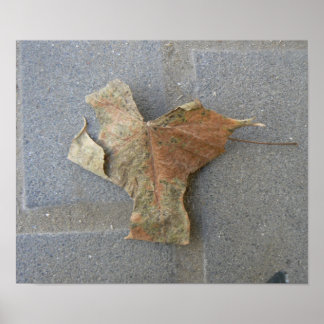 Maple leaf on pavement poster