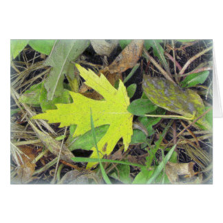 Maple Leaf on the grass