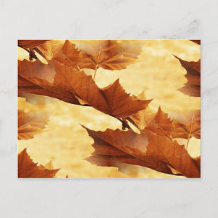 Maple leaf Postcard