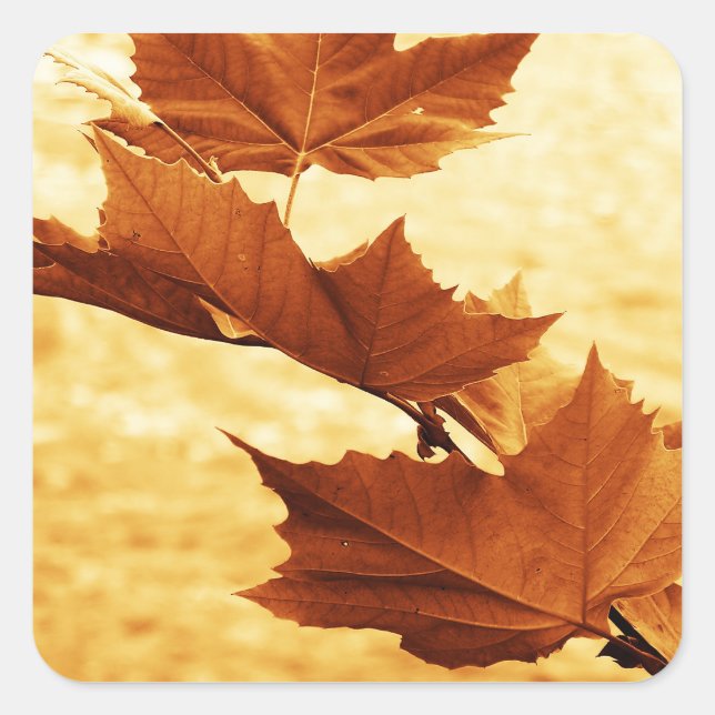 Maple leaf Sticker (Front)