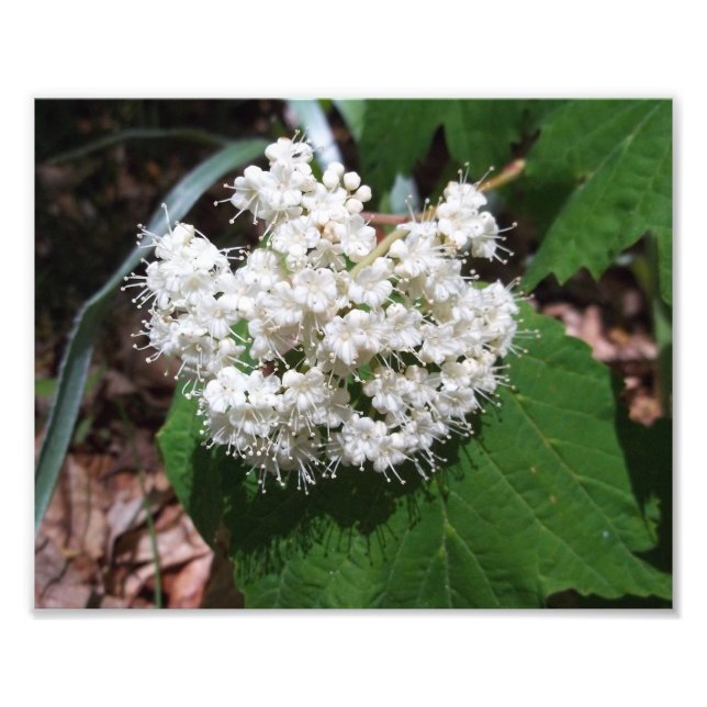 Maple Leaf Viburnum Photo Print (Front)