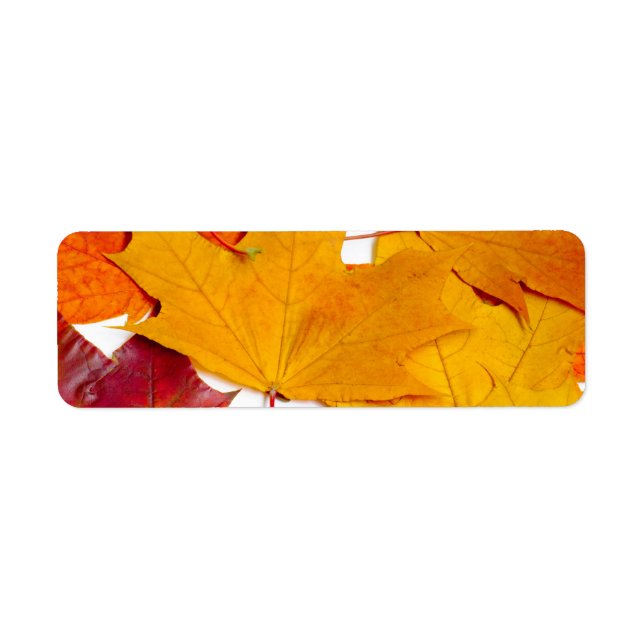 Maple leaves (Front)