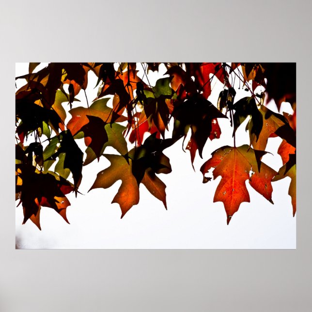 Maple Leaves Autumn Glow Poster Print (Front)