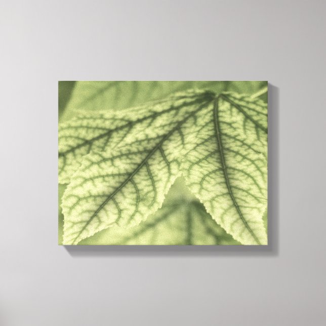 Maple Leaves Canvas Print (Front)