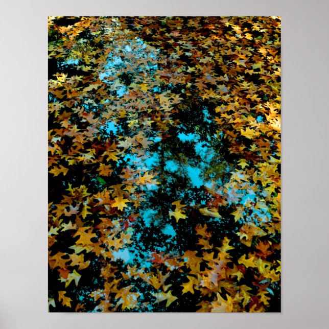 Maple Leaves Floating on Water Poster (Front)