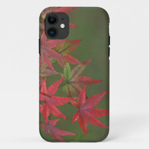 Maple Leaves, Katsura, Kyoto, Japan iPhone 11 Case