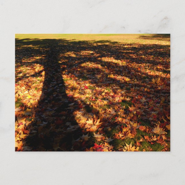 Maple Leaves Postcard (Front)