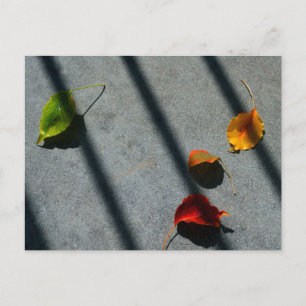 Maple Leaves Postcard