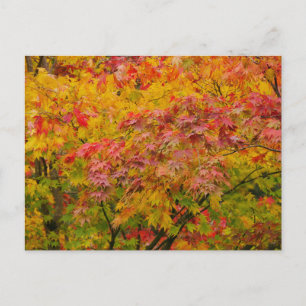 Maple Leaves Postcard