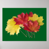 Maple Leaves