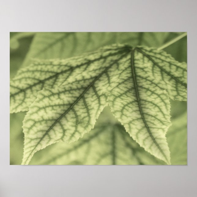 Maple Leaves Poster (Front)